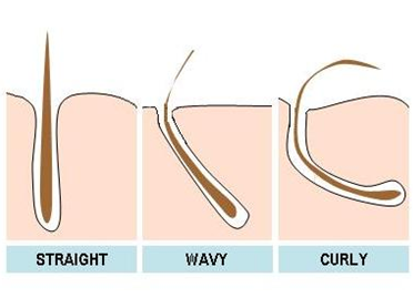 Diff. types of hairfollicles 